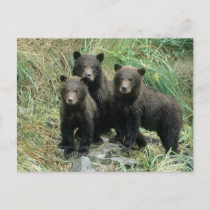 Drei Grizzlybären-Jungtiere oder Coys Postkarte
