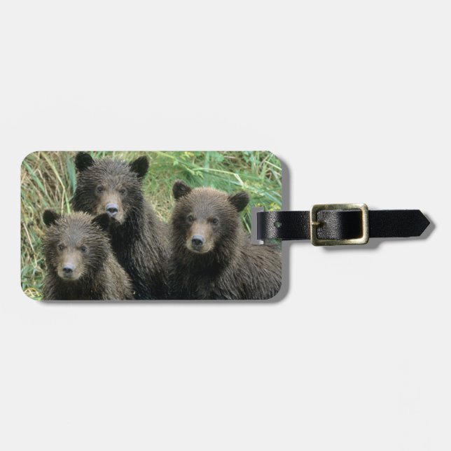 Drei Grizzlybären oder Coys Gepäckanhänger (Vorderseite horizontal)