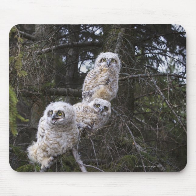 Drei große Hornhühner (Bubo Virginianus) Mousepad (Vorne)
