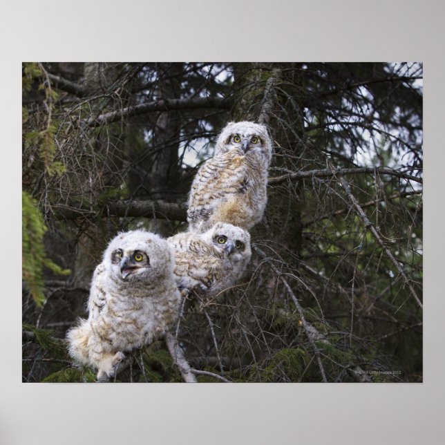 Drei große Hornhühner (Bubo Virginianus) Poster (Vorne)