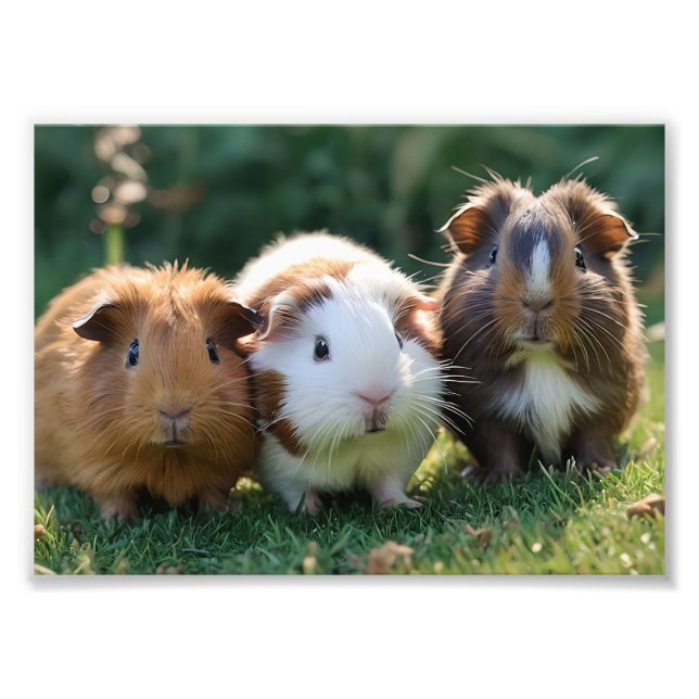 Drei Guinea von Säuglingen, Fotodruck (Vorne)