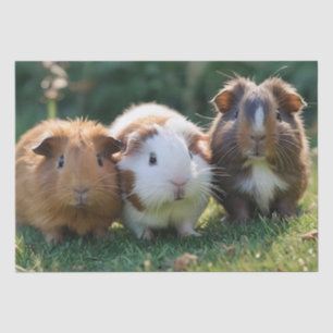 Drei Guinea von Säuglingen, Seidenpapier