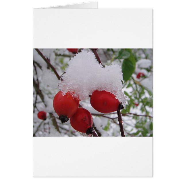 Drei Hagebutten mit Schnee (Vorne)