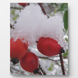 Drei Hagebutten mit Schnee Fotoplatte