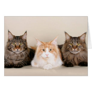 Drei Hauptcoon-Katzen