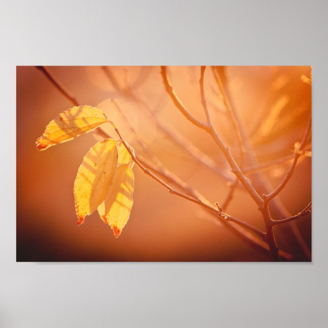 Drei Herbstblätter Poster (Vorne)