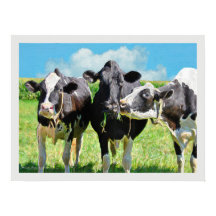 Drei Holstein Kühe