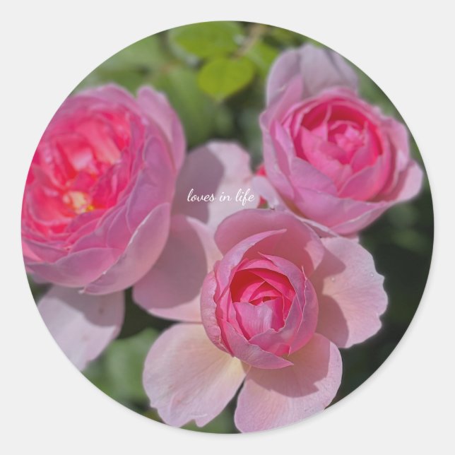 Drei Hübsche Rosenrosen Runder Aufkleber (Vorderseite)