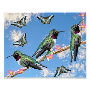 Drei Hummingvögel auf einem Ast Floss Silt Fotodruck