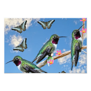 Drei Hummingvögel auf einem Ast Floss Silt Fotodruck