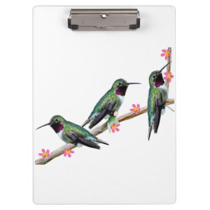 Drei Hummingvögel auf einem Ast Floss Silt Klemmbrett