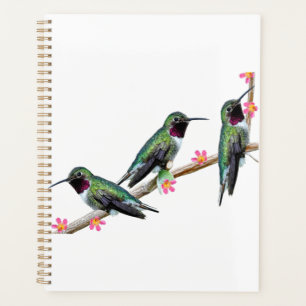 Drei Hummingvögel auf einem Ast Floss Silt Planer