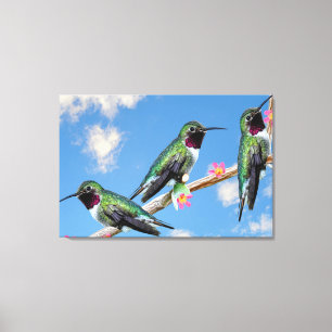 Drei Hummingvögel auf einem Zweig eines Feuers Leinwanddruck