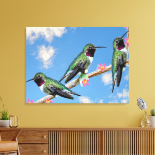 Drei Hummingvögel auf einem Zweig eines Feuers Leinwanddruck