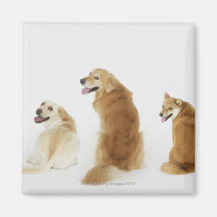 Drei Hunde, die Kamera betrachten Magnet