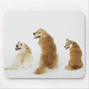 Drei Hunde, die Kamera betrachten Mousepad