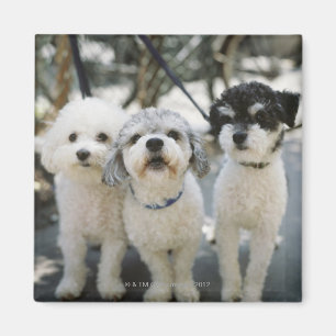 Drei Hunde Magnet