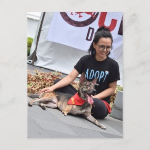 Drei Hunde Postkarte
