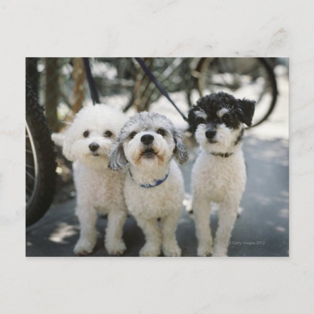 Drei Hunde Postkarte (Vorderseite)