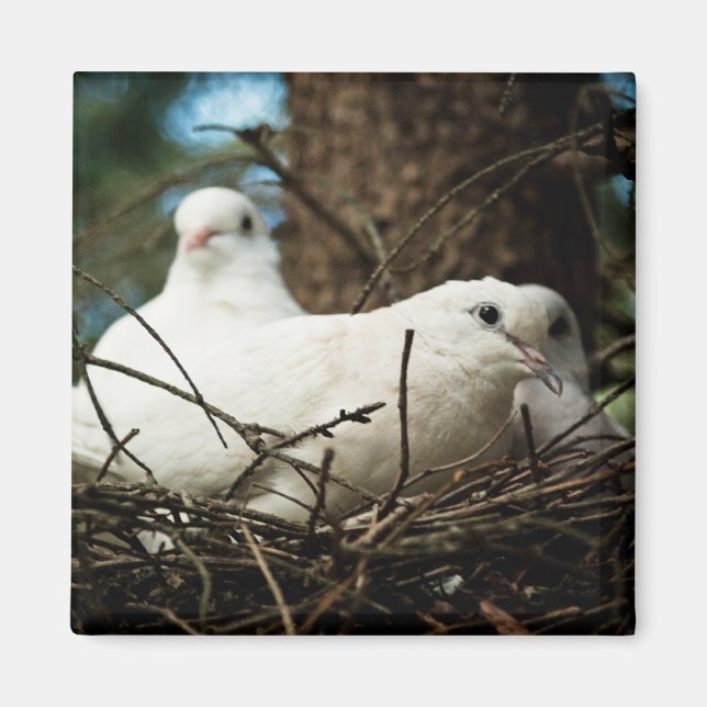 Drei in einem Baum Magnet (Vorne)