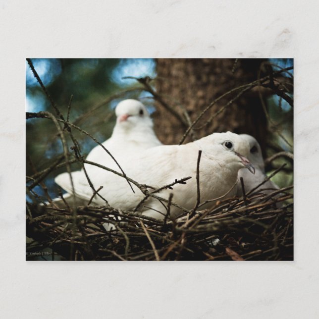 Drei in einem Baum Postkarte (Vorderseite)