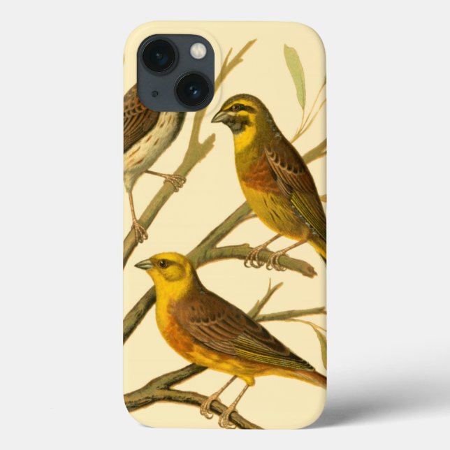 Drei inländische Vögel auf einer Zweigniederlassun Case-Mate iPhone Hülle (Rückseite)