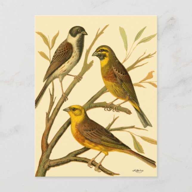 Drei inländische Vögel auf einer Zweigniederlassun Postkarte (Vorderseite)