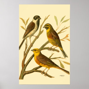 Drei inländische Vögel gehockt auf einer Poster