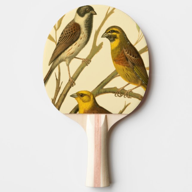 Drei inländische Vögel gehockt auf einer Tischtennis Schläger (Vorderseite)