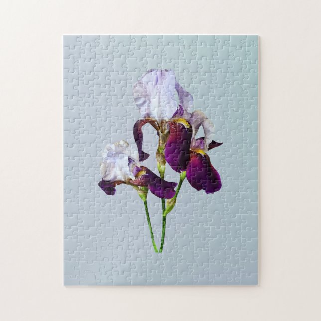 Drei Ire in den Shades of Magenta (Vertikal)