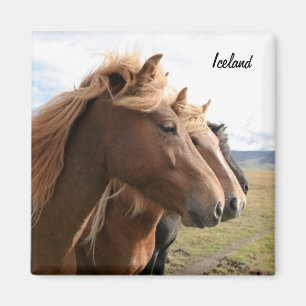 Drei Island-Pferdin Folge Magnet