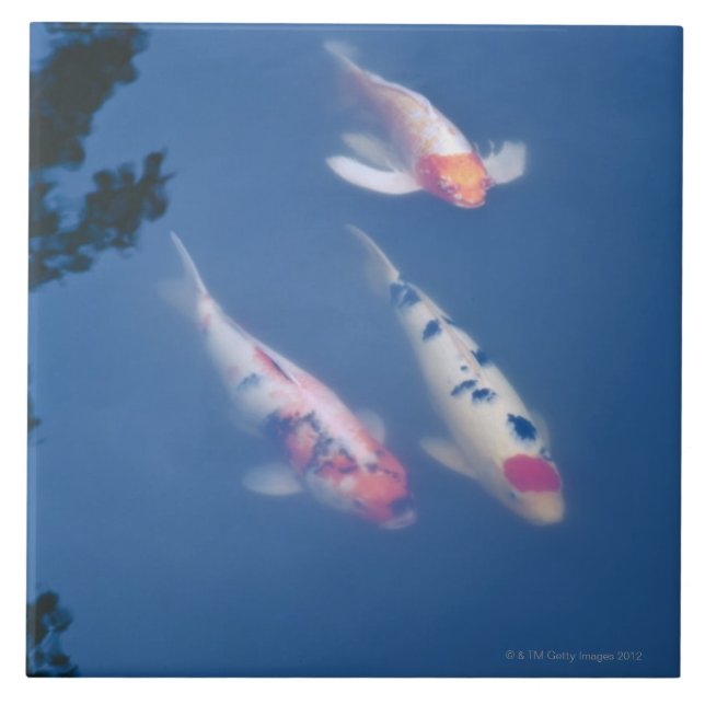 Drei japanische koi Fische im Teich Fliese (Vorderseite)