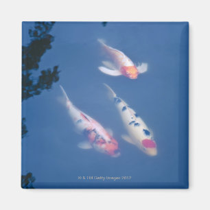 Drei japanische koi Fische im Teich Magnet