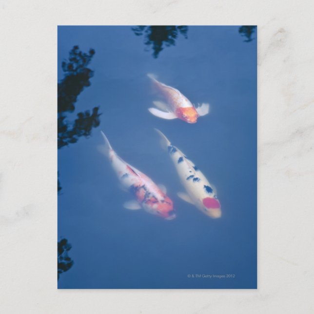 Drei japanische Koi-Fische im Teich Postkarte (Vorderseite)