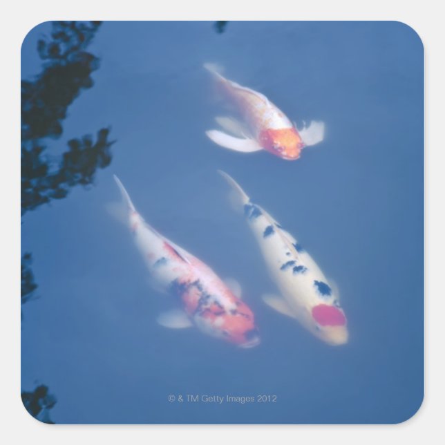 Drei japanische Koi-Fische im Teich Quadratischer Aufkleber (Vorderseite)