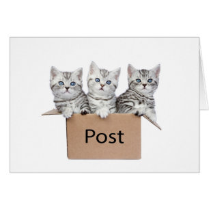 Drei junge Katzen im Sammelpack auf Weiß