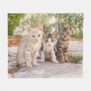 Drei junge niedliche Katzenkätzchen sitzen freundl Fleecedecke