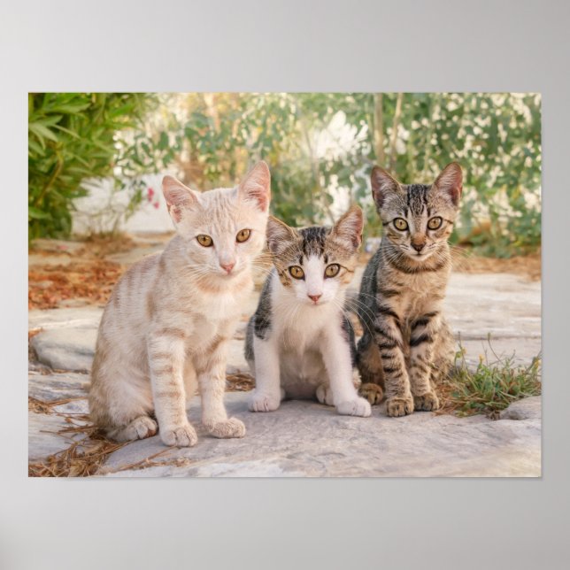 Drei junge niedliche Katzenkätzchen sitzen freundl Poster (Vorne)