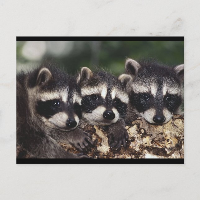 Drei junge Raccoons Postkarte (Vorderseite)