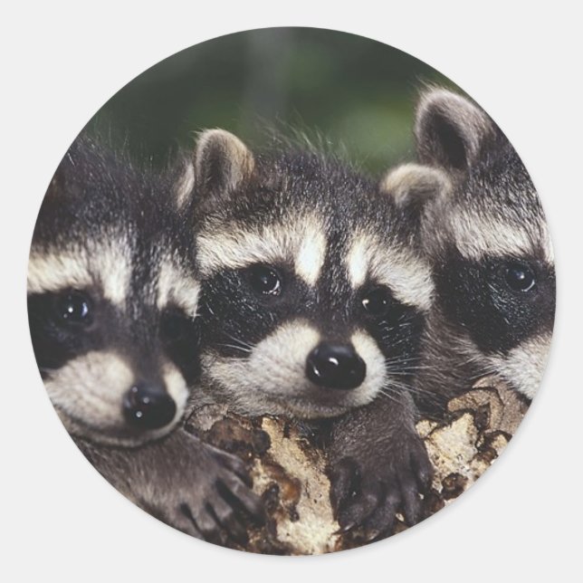 Drei junge Raccoons Runder Aufkleber (Vorderseite)