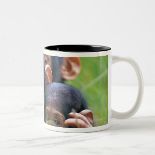 Drei junge Schimpansen (Pantroglodytes) herein Zweifarbige Tasse