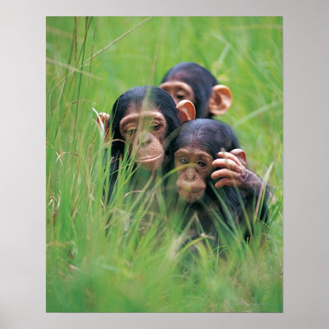 Drei junge Schimpansen (Pantroglodytes) in Poster (Vorne)