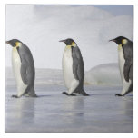 Drei Kaiser-Pinguine, Schnee-Hügel-Insel Fliese<br><div class="desc">Kaiser-Pinguin.  Schnee-Hügelinsel. Weddel Meer. Antarktische Halbinsel. Die AntarktisAptenodytes forsteri Familie: Spheniscidae-Auftrag: Sphenisciformes | Sylvain Cordier | AssetID: 97387488</div>