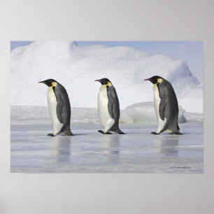 Drei Kaiser-Pinguine, Schnee-Hügel-Insel Poster