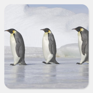 Drei Kaiser-Pinguine, Schnee-Hügel-Insel Quadratischer Aufkleber