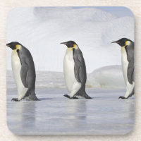 Drei Kaiser-Pinguine, Schnee-Hügel-Insel