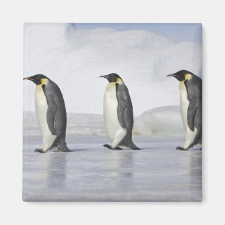 Drei Kaiserpinguine, Insel Snow Hill Magnet