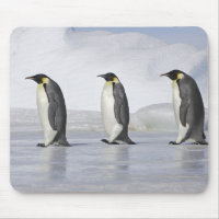 Drei Kaiserpinguine, Insel Snow Hill