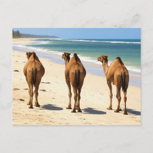 Drei Kamele am Strand von Mombasa Kenya Postkarte