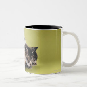 Drei Kätzchen, die sich umarmen Zweifarbige Tasse